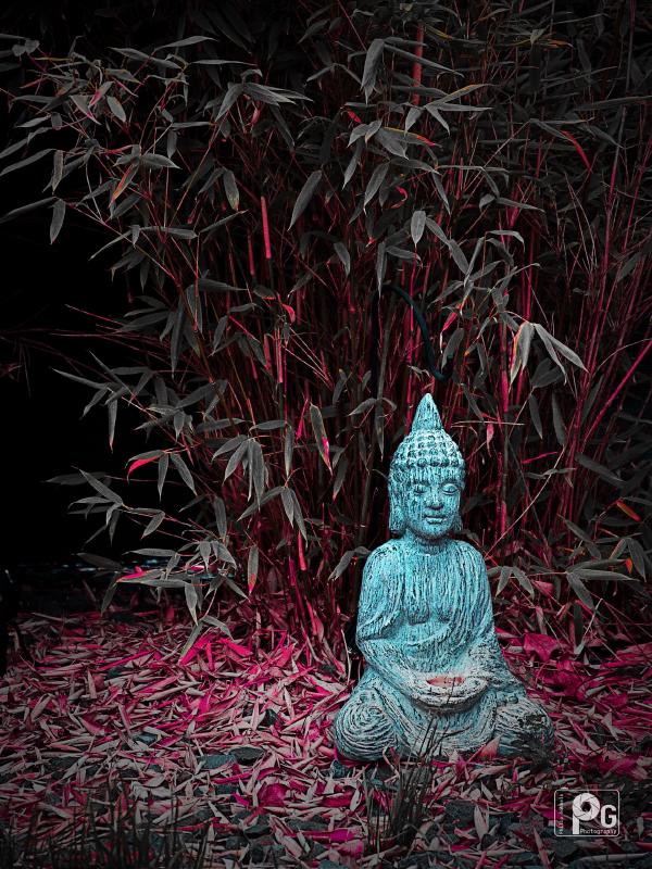 From Snapshot to Picture